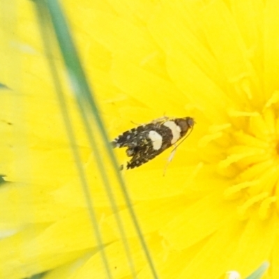 Glyphipterix chrysoplanetis (A Sedge Moth) at Hall, ACT - 9 Mar 2024 by Anna123