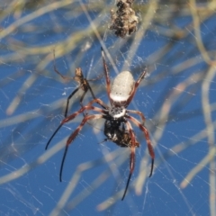 Trichonephila edulis (Golden orb weaver) at Tharwa, ACT - 9 Mar 2024 by Harrisi