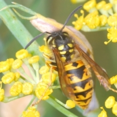 Vespula germanica (European wasp) at Michelago, NSW - 9 Mar 2024 by Harrisi