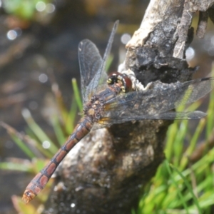 Nannophya dalei at Tinderry Mountains - 9 Mar 2024