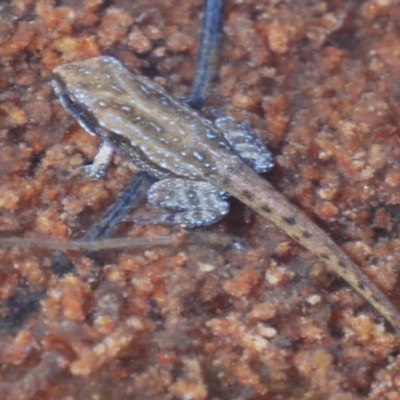 Crinia sp. (genus) (A froglet) at Tinderry Mountains - 9 Mar 2024 by Harrisi
