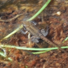 Crinia sp. (genus) at Tinderry Mountains - suppressed