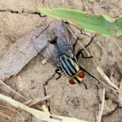 Sarcophaga sp. (genus) (Flesh fly) at Belvoir Park - 8 Mar 2024 by KylieWaldon
