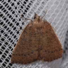 Amelora anepiscepta (Reddish Cape-moth) at QPRC LGA - 9 Mar 2024 by DianneClarke