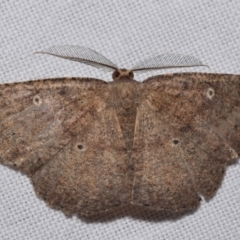 Casbia melanops (Pomaderris Moth) at QPRC LGA - 9 Mar 2024 by DianneClarke