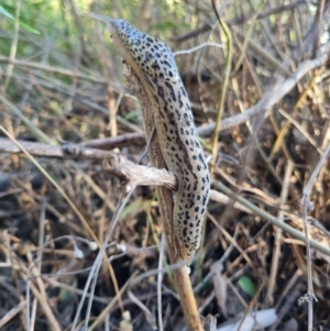 Limax maximus at Dryandra St Woodland - 10 Mar 2024