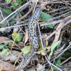 Limax maximus at Dryandra St Woodland - 10 Mar 2024