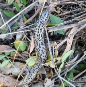 Limax maximus at Dryandra St Woodland - 10 Mar 2024