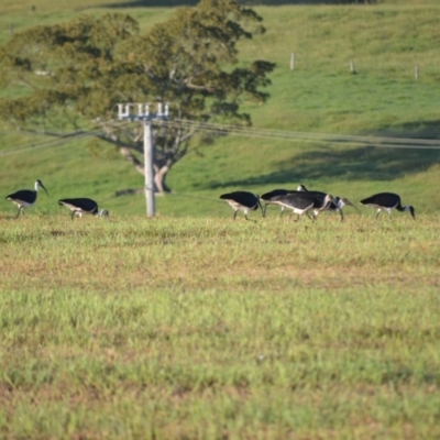 Threskiornis spinicollis (Straw-necked Ibis) at Jamberoo, NSW - 9 Mar 2024 by plants