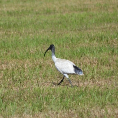 Threskiornis molucca (Australian White Ibis) at Jamberoo, NSW - 9 Mar 2024 by plants