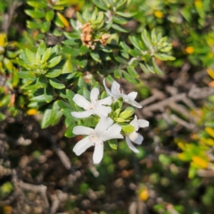 Westringia fruticosa (Native Rosemary) at Murramarang National Park - 9 Mar 2024 by MatthewFrawley