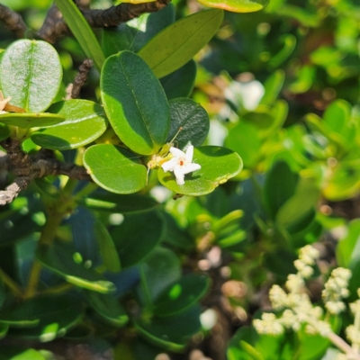 Alyxia buxifolia (Sea Box) at Murramarang National Park - 9 Mar 2024 by MatthewFrawley