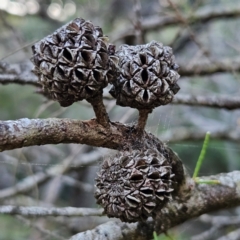 Unidentified Other Tree at Murramarang National Park - 9 Mar 2024 by MatthewFrawley