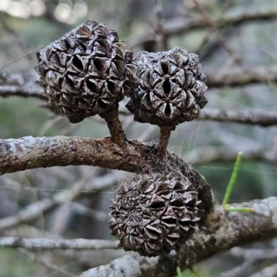 Unidentified Other Tree at Murramarang National Park - 9 Mar 2024 by MatthewFrawley