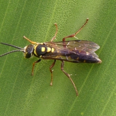 Agriomyia sp. (genus) at Braemar, NSW - 3 Mar 2024 by Curiosity