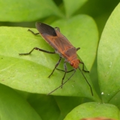 Unidentified Other true bug at Braemar, NSW - 4 Mar 2024 by Curiosity