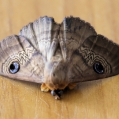 Dasypodia selenophora (Southern old lady moth) at Wodonga - 25 Feb 2024 by KylieWaldon