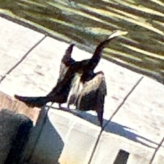 Anhinga novaehollandiae (Australasian Darter) at Acton, ACT - 9 Mar 2024 by lbradley