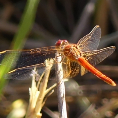 Unidentified Dragonfly (Anisoptera) at Braemar, NSW - 5 Mar 2024 by Curiosity