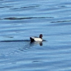 Chenonetta jubata (Australian Wood Duck) at Lake Burley Griffin Central/East - 9 Mar 2024 by lbradley