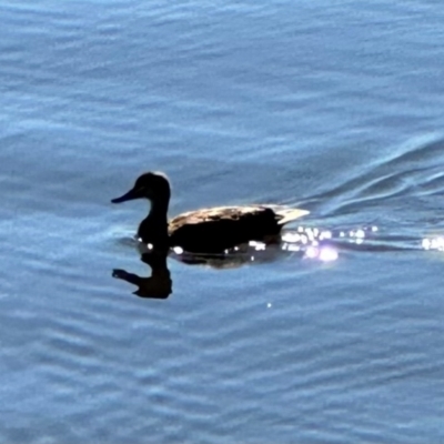 Anas superciliosa (Pacific Black Duck) at Barton, ACT - 10 Mar 2024 by lbradley