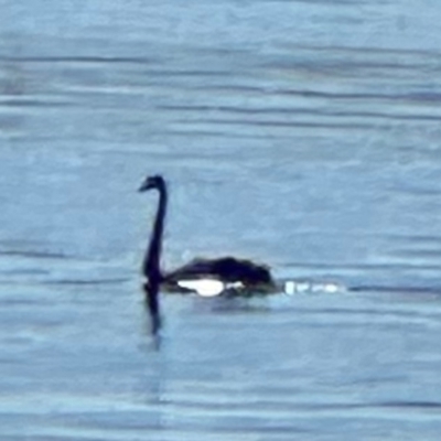 Cygnus atratus (Black Swan) at Lake Burley Griffin Central/East - 9 Mar 2024 by lbradley