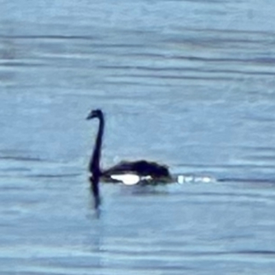 Cygnus atratus (Black Swan) at Lake Burley Griffin Central/East - 10 Mar 2024 by lbradley