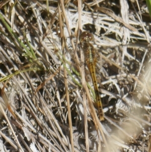 Diplacodes bipunctata at Lyons, ACT - 9 Mar 2024