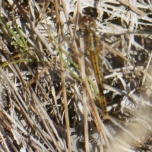 Diplacodes bipunctata at Lyons, ACT - 9 Mar 2024