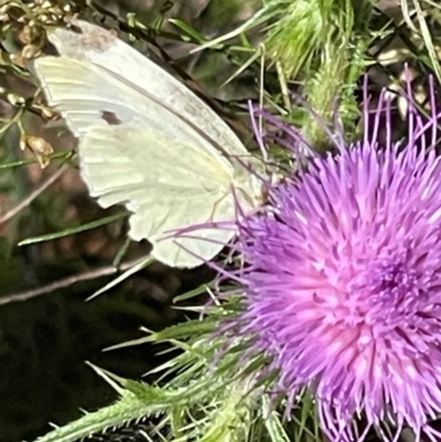 Pieris rapae (Cabbage White) at Red Hill NR (RED) - 3 Mar 2024 by JamonSmallgoods