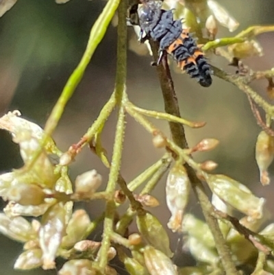 Harmonia conformis (Common Spotted Ladybird) at Red Hill NR (RED) - 3 Mar 2024 by JamonSmallgoods