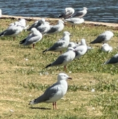 Chroicocephalus novaehollandiae (Silver Gull) at Lake Burley Griffin West - 10 Mar 2024 by lbradley