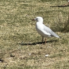 Chroicocephalus novaehollandiae at Yarralumla, ACT - 10 Mar 2024