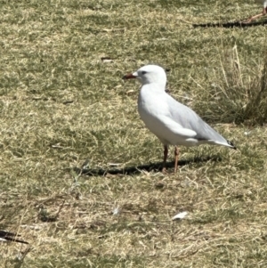 Chroicocephalus novaehollandiae at Yarralumla, ACT - 10 Mar 2024