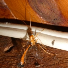Ichneumonidae (family) (Unidentified ichneumon wasp) at Mongarlowe River - 3 Mar 2024 by arjay