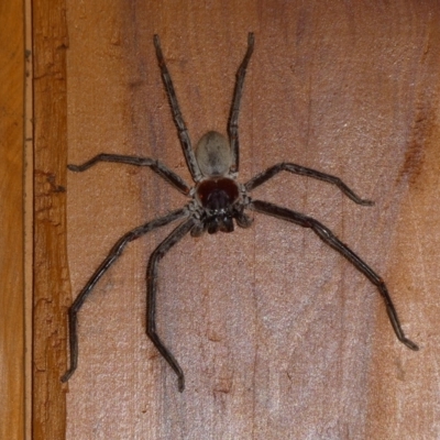 Isopeda canberrana (Canberra Huntsman Spider) at Charleys Forest, NSW - 3 Mar 2024 by arjay