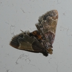Pyralis farinalis (Meal Moth) at Charleys Forest, NSW - 2 Mar 2024 by arjay
