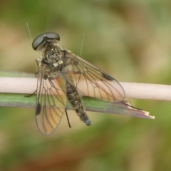 Chrysopilus sp. (genus) (A snipe fly) at Mongarlowe River - 29 Feb 2024 by arjay