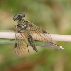 Chrysopilus sp. (genus) (A snipe fly) at Charleys Forest, NSW - 29 Feb 2024 by arjay