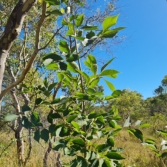 Fraxinus sp. (An Ash) at O'Malley, ACT - 9 Mar 2024 by Mike