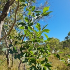 Fraxinus sp. (An Ash) at Mount Mugga Mugga - 9 Mar 2024 by Mike