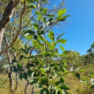 Fraxinus sp. at Mount Mugga Mugga - 10 Mar 2024