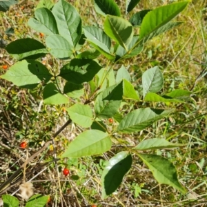 Fraxinus sp. at Mount Mugga Mugga - 10 Mar 2024