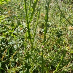 Carduus tenuiflorus (Winged Slender Thistle) at Mount Mugga Mugga - 10 Mar 2024 by Mike