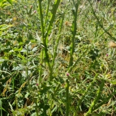 Carduus tenuiflorus (Winged Slender Thistle) at O'Malley, ACT - 9 Mar 2024 by Mike