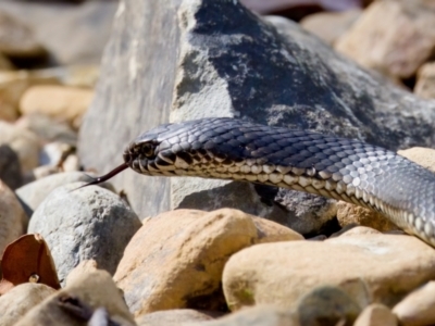 Austrelaps ramsayi (Highlands Copperhead) at Namadgi National Park - 9 Mar 2024 by KorinneM