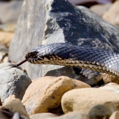 Austrelaps ramsayi (Highlands Copperhead) at Cotter River, ACT - 9 Mar 2024 by KorinneM