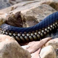 Austrelaps ramsayi at Namadgi National Park - 9 Mar 2024 04:12 PM