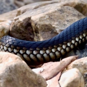 Austrelaps ramsayi at Namadgi National Park - 9 Mar 2024 04:12 PM