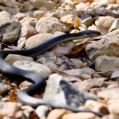 Austrelaps ramsayi at Namadgi National Park - 9 Mar 2024 04:12 PM